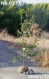 y10%OFFN[|ΏہI`11/27z c@Iׂ ̏ 10 120-145cm i엿tjyzyA`DAzy֕c coLzyA ؁zy Ԗ؁zyԁzyrX