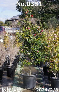 y10%OFFN[|ΏہI`11/11z c@Iׂ ucoL 12 177-210cm (엿t) yzyA`DAzy֕c coLzyA ؁zy Ԗ؁zyԁzy