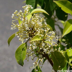 yiE_No.8100-7z c@\S  c 10 A 156cmi엿tjy Ԗ؁zyA ؁zyDAzyΎzy悲 V{c[  ډB GN