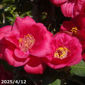 yiE_No.3065zz܁i悤ӁE悤j 13 205cmi엿tjyA`DAzy֕c coLzyA ؁zy Ԗ؁zyԁzy c؁zy