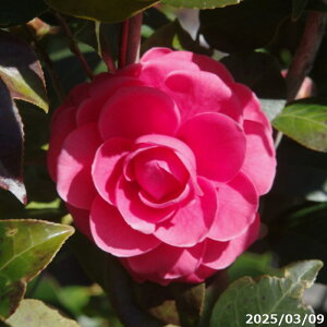  c@W(񂱂) (g) No.7332@10 i엿tjyzyA`DAzy֕c coLzyA ؁zy Ԗ؁zyԁzy c؁z _kki