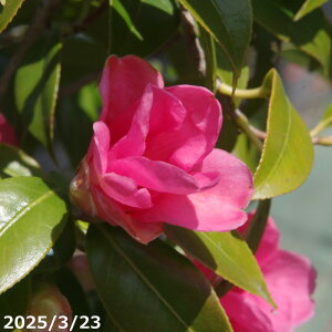 yi_No.3218-9z  c@g̏ }ؕc 10 c 170cm i엿tj yzyA`DAzy֕c coLzyA ؁zy Ԗ؁zyԁzyrXP
