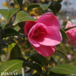 yN[|sI `9/25zyi_No.7846z  c@g̏ }ؕc 8 c i엿tj yzyA`DAzy֕c coLzyA ؁zy Ԗ؁zy