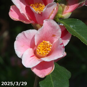 椿 苗 夕焼け富士 2年生挿木苗 3号(9cmポット)(長期化成肥料付)【半日陰〜好日性植物】【椿苗 ツバキ】【植木 庭木】【樹木 花木】【茶花】【椿 苗木】