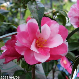  c@i@ 3N}ؕc 4.5i엿tjyA`DAzy֕c coLzy~͑f  Ԗ؁zy c؁z