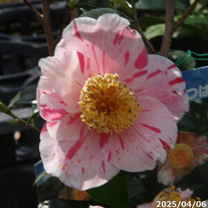  c@vċց@3N}ؕc@4 i엿tj@yA`DAzy֕c coLzy~͑fށzyԁzy~j~ czyԖ؁zyvċt ςtzyց@c