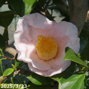 yiE_No.8265z c@ ږ 12 c 118cm i엿tjyzyA`DAzy֕c coLzyA ؁zy Ԗ؁zyԁzy c؁z _kki