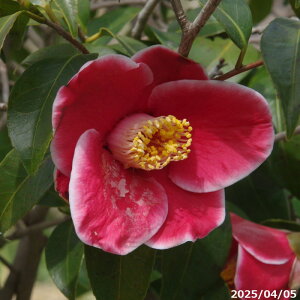 yiE_No.9757z c@ʂ̉Y 12 160cmi엿tjyA`DAzy֕c coLzyA ؁zy Ԗ؁zyԁzy c؁z
