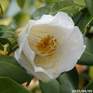 yNo.9378z c@ΐ 10 --cm i엿tjyzyA`DAzy֕c coLzyA ؁zy Ԗ؁zyԁzy c؁z _kki