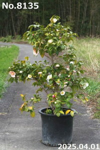 �� �c�@�I�ׂ� �����ܐF�� (1) 12�� ����135-200cm�i���������엿�t�j�y�����A�`�D�����A���z�y�֕c �c�o�L�z�y�A�� ��؁z�y���� �Ԗ؁z�y���ԁz�y�� �c�؁z