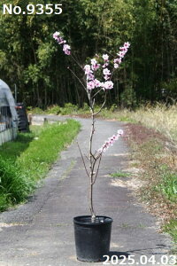 y10%OFFN[|ΏہI`10/30z ʎ c@Iׂ@A[h@ږ؃|bgc@ 140-160cmi엿tjyzyA  ʎzy Ԗ؁zyV{c[z