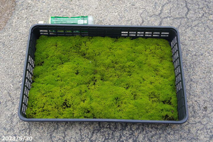 楽天市場】【京の苔】スナゴケ 10枚 大トレー (サイズ:59cm×39cm 