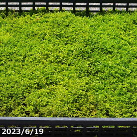 【京の苔】養生したハイゴケ（特選ハイゴケ）　大トレー1枚【夏半日陰のコケ】【戸外栽培用の苔玉】【苔テラリウム】【苔盆栽材料】