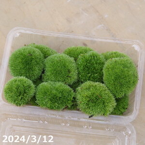 y̑ہzGߌ@I}SPXyViʂEDރz\oILiSPj@iSjpbNiOa19cm×12cmj@yۖ~́zyۃeEzyE뉀̑ہzyIJ}z