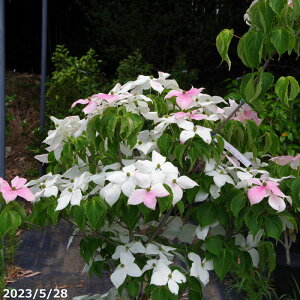 yNo.1872-4z؁@c@炫@}{EV@ږؔc 11@170cm@yzyc A  ܂ڂzyA ؁zy Ԗ؁z_all