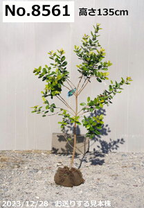 y10%OFFN[|ΏہI`10/30zʎ c Iׂ tFCWA c@122cm`135cmi엿tj y nA A x_ _  A ϊL V{c[z