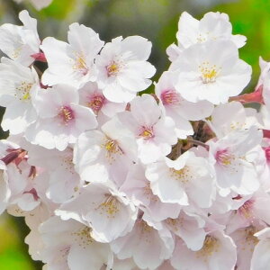  c@g ږؕc 8 136-147cmiNo.8453ji엿tjyt̉Ԗ؁zy TNz