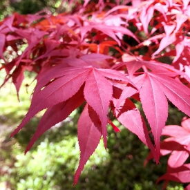 庭木 苗　野村モミジ（ノムラモミジ） 接木根巻苗 高さ94-112cm（No.8459）（長期化成肥料付）【送料無料】【もみじ 紅葉】【植木 苗木】【庭木 落葉樹】