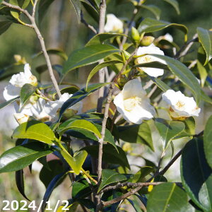 【10%OFFクーポン対象!〜10/30】【現品・一点物No.9022】 椿 苗 白侘助 12号 抜き苗 高さ165cm (長期化成肥料付)【半日陰〜好日性植物】【椿苗木 ツバキ】【植木 庭木】【樹木 花木】【