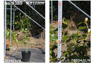 y10%OFFN[|ΏہI`11/27z c@Iׂ@̏ 8 (100`110cm) yNo.1746zi엿tj@yzyA`DAzy֕c coLzyA ؁zy Ԗ؁zy