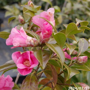 yi_No.3218-2z  c@g̏ }ؕc 12 c 168cm i엿tj yzyA`DAzy֕c coLzyA ؁zy Ԗ؁zyԁzyrXP
