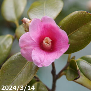  c@g 4N}ؕc 5 i엿tjyA`DAzy֕c coLzy~͑fށzyԁzyԖ؁zyrXPcoL ̏zy c؁z