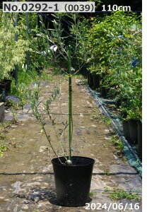 ʎ c؁@Iׂ I[u ~bV 8|bgc 105-127cm (No.0292) i엿tjyzyI[u̖ nA A x_ _  A ʎ Ύ V{c