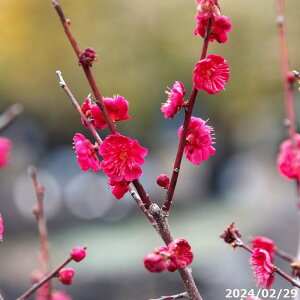 yiE_No.2053ziNo.868j c ~@g~ 10 1.6mi엿tjyA ؁zy Ԗ؁zyc؁z