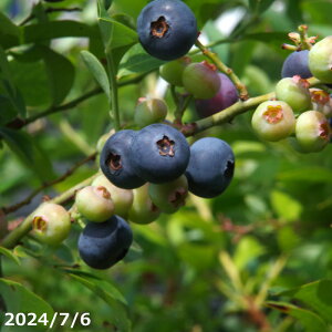 InIyiE_No.3035zʎ c؁@u[x[ uu[V[v 10 110cmi엿tj _EˊOR͔| yu[x[  c c u