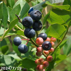 InIyiE_No.8476-0109zʎ c u[x[upE_[u[v11 i엿tj_EˊOR͔| yu[x[̖ c nA A x