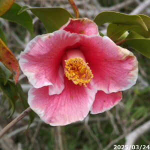 yiE_No.9718z c@Q ږ 14 c 183cm (엿t) yA`DAzy֕c coLzyA ؁zy Ԗ؁zyԁzyrXPcoL ̏zy 