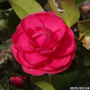 yiE_No.8165z c@W(񂱂)(g) 10 i엿tjyzyA`DAzy֕c coLzyA ؁zy Ԗ؁zyԁzy c؁z _kki