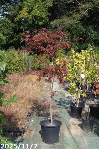 yi_No.7835z c؁@s~W@ږؕc@1.9mi엿tjyzy݂ gtzyA c؁zy tz