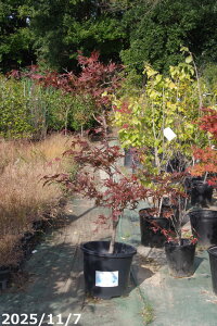 yi_No.7846z c؁@s~W@ږؕc@1.6mi엿tjyzy݂ gtzyA c؁zy tz