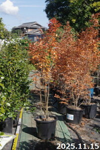 yiE_No.0440-1z c@}REoV 13 190cmi엿tjyzy Ԗ؁zyA ؁zyDAzytzyA ؁zy Ԗ؁z