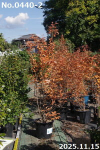 yiE_No.0440-2z c@}REoV 13 210cmi엿tjyzy Ԗ؁zyA ؁zyDAzytzyA ؁zy Ԗ؁z