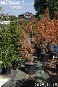 yiE_No.0440-3z c@}REoV 13 180cmi엿tjyzy Ԗ؁zyA ؁zyDAzytzyA ؁zy Ԗ؁z