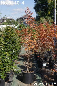 yiE_No.0440-4z c@}REoV 13 200cmi엿tjyzy Ԗ؁zyA ؁zyDAzytzyA ؁zy Ԗ؁z