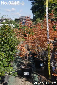 yiE_No.0446-1z c@}REoV 13 200cmi엿tjyzy Ԗ؁zyA ؁zyDAzytzyA ؁zy Ԗ؁z