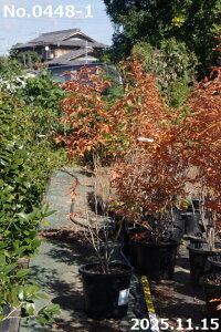 yiE_No.0448-1z c@}REoV 13 180cmi엿tjyzy Ԗ؁zyA ؁zyDAzytzyA ؁zy Ԗ؁z