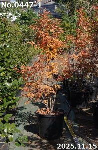 yiE_No.0447-1z c@}REoV 13 160cmi엿tjyzy Ԗ؁zyA ؁zyDAzytzyA ؁zy Ԗ؁z