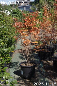 yiE_No.0447-2z c@}REoV 13 150cmi엿tjyzy Ԗ؁zyA ؁zyDAzytzyA ؁zy Ԗ؁z