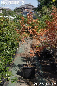 yiE_No.0446-2z c@}REoV 13 190cmi엿tjyzy Ԗ؁zyA ؁zyDAzytzyA ؁zy Ԗ؁z