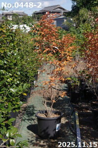 yiE_No.0448-2z c@}REoV 13 170cmi엿tjyzy Ԗ؁zyA ؁zyDAzytzyA ؁zy Ԗ؁z