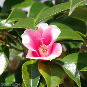 yiNo.1325z N̒ c@Ӓ̏ ږؕc 12 170cm i엿tjyA`DAzy֕c coLzyA ؁zy Ԗ؁zyԁzyrXPcoL ̏