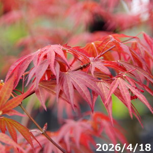 モミジ 苗木」の人気商品一覧・価格比較 - 価格.com