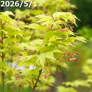 植木 もみじ 庭木」の人気商品一覧・価格比較 - 価格.com