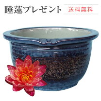 楽天市場】水盤（種類（植木鉢）睡蓮鉢）の通販