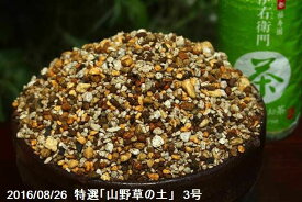 楽天市場 地 エビネの通販 楽天市場 地 エビネの通販