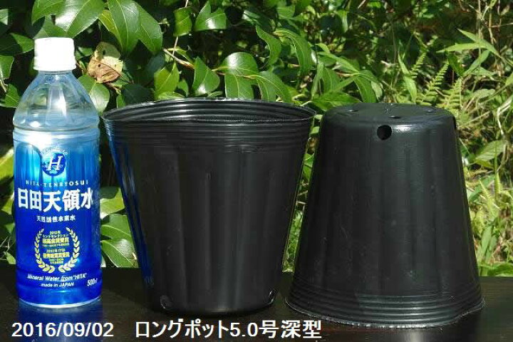 楽天市場 ビニールポット 通気性よくネット不要のロングポット5 0号深型 15cm 角穴4ヶ底穴4ヶ 5個 植木鉢 石田精華園 楽天市場店